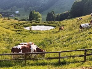 22.06.2024 Ricognizione per Notturna Cansiglio